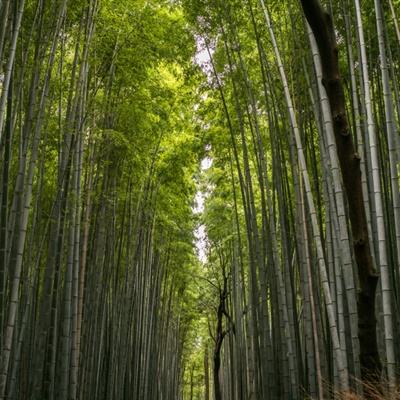 张怡宁第三次担任央视解说 笑容变多身材未变